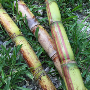 Sugarcane *Pre-Order*