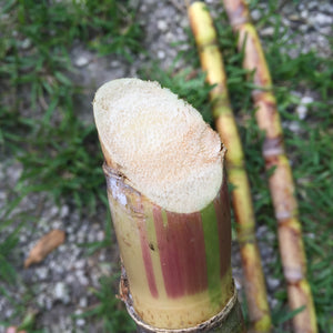 Sugarcane *Pre-Order*