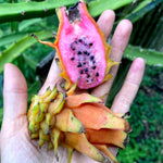 Sunset Dragonfruit *RARE* / *Pre-Order*