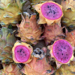 Sunset Dragonfruit *RARE* / *Pre-Order*