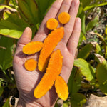 Fresh Turmeric *Pre-Order*