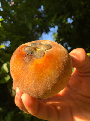 Velvet Apple (African Persimmon) *Pre-Order*