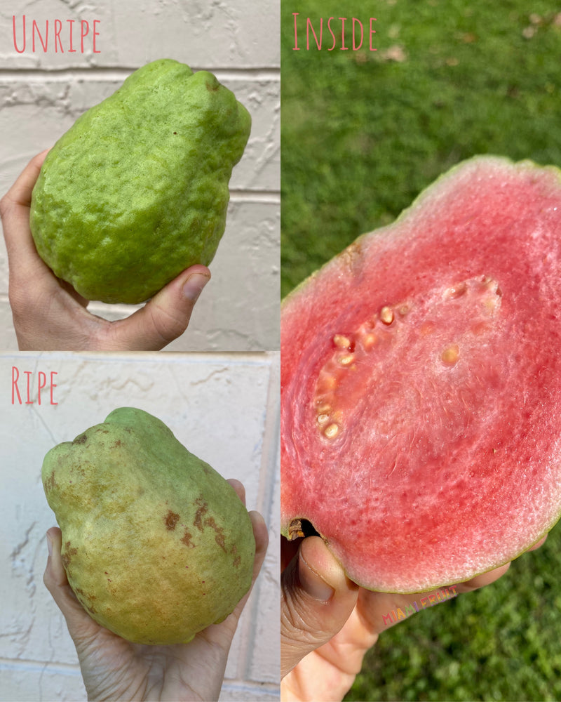 
            
                Load image into Gallery viewer, Watermelon Guava
            
        