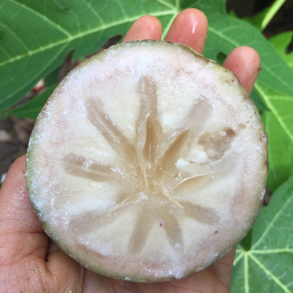 Star Apple - Caimito (Cainito) Box – Miami Fruit