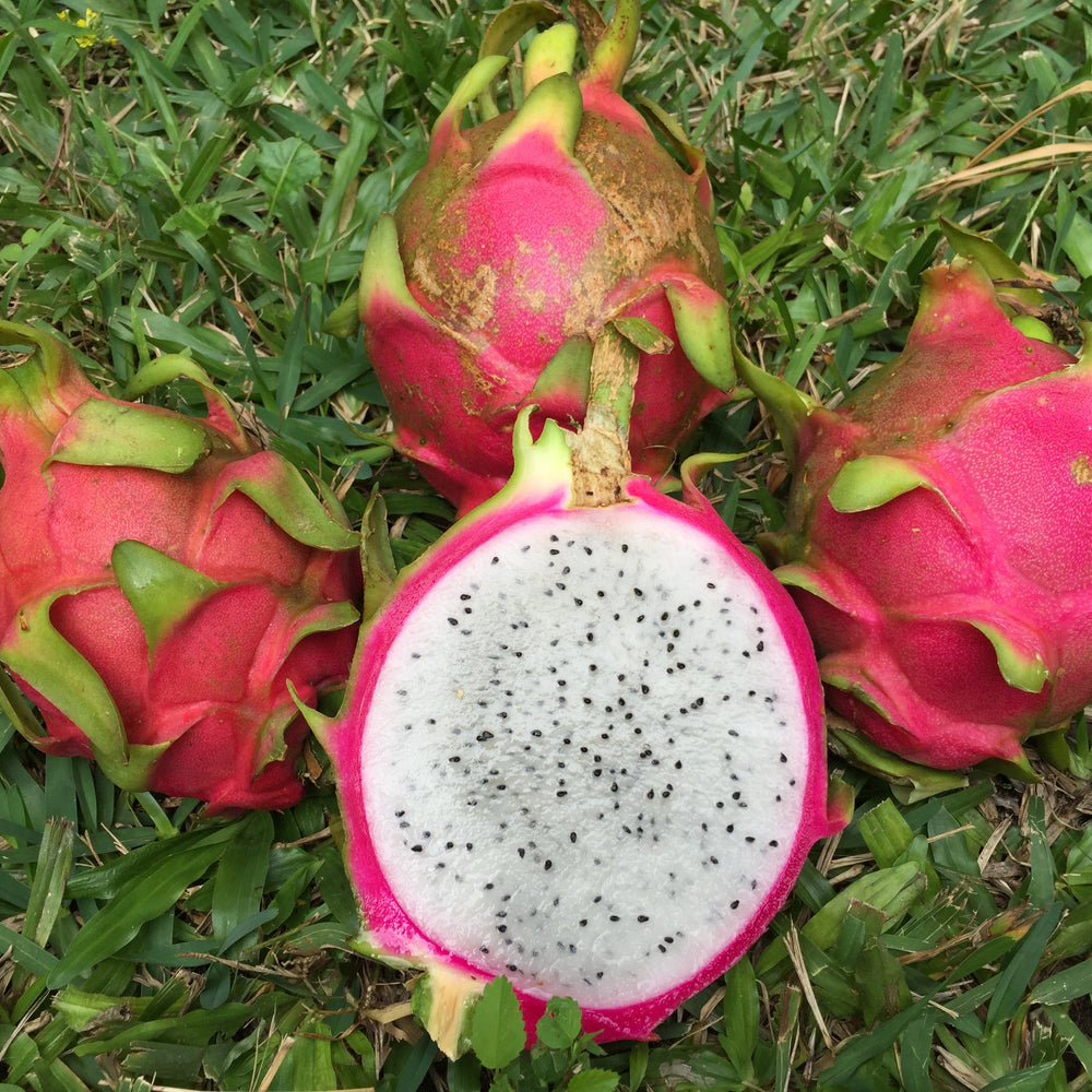 
            
                Load image into Gallery viewer, White Dragonfruit (Pitaya)
            
        