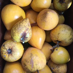 Eggfruit (Canistel) *Pre-Order*